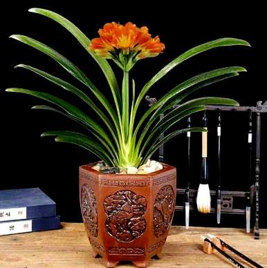 君子兰花语是什么，君子兰花语是什么？