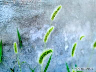 狗尾花的花语是什么？你知道狗尾花的花语吗？