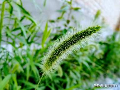 狗尾花的花语是什么？你知道狗尾花的花语吗？