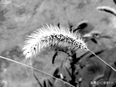 狗尾花的花语是什么？你知道狗尾花的花语吗？
