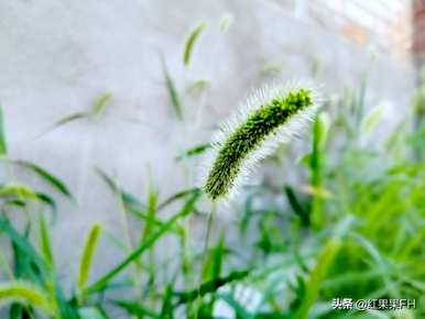 狗尾花的花语是什么？你知道狗尾花的花语吗？