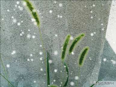 狗尾花的花语是什么？你知道狗尾花的花语吗？