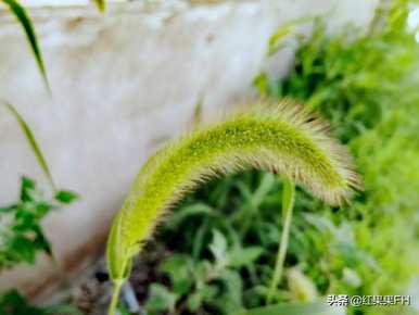 狗尾花的花语是什么？你知道狗尾花的花语吗？