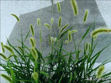 狗尾花的花语是什么？你知道狗尾花的花语吗？