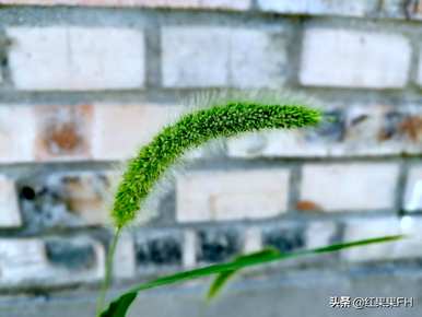 狗尾花的花语是什么？你知道狗尾花的花语吗？