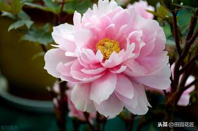 牡丹如何种植和维护，牡丹如何种植和维护视频