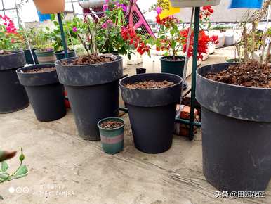 牡丹如何种植和维护，牡丹如何种植和维护视频