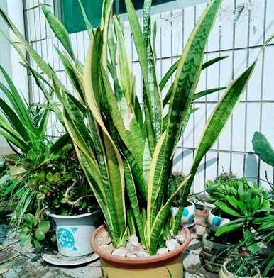 移栽虎皮兰需要浇水吗？如何浇水和维护虎皮兰？