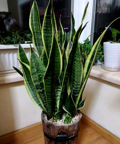 移栽虎皮兰需要浇水吗？如何浇水和维护虎皮兰？