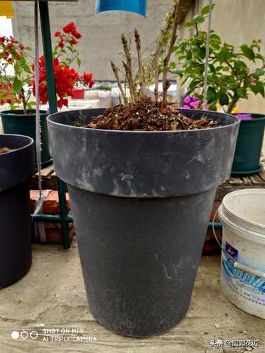 牡丹如何种植和维护，牡丹如何种植和维护视频