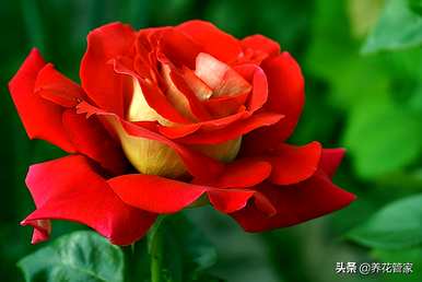 月季花的资料简介，月季花的养殖方法