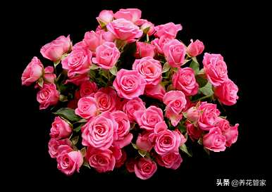 月季花的资料简介，月季花的养殖方法