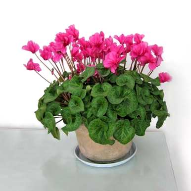 仙客来是什么季节养的花，仙客来花怎么养家养法？
