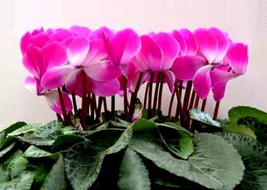仙客来是什么季节养的花，仙客来花怎么养家养法？