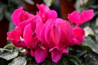 仙客来是什么季节养的花，仙客来花怎么养家养法？