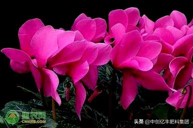 仙客来叶黄花茎枯萎弯曲，仙客来叶黄的原因及处理方法