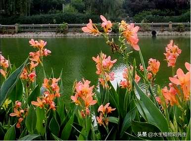 水生美人蕉的种植方法，水生美人蕉的种植方法图