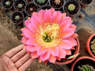 四季开花的植物有哪些易活，四季开花的植物有哪些？