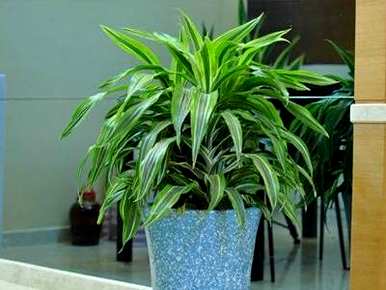 如何饲养巴西美人植物？