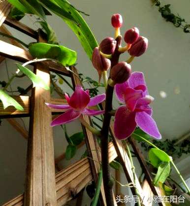 蝴蝶兰怎么养才能开花，蝴蝶兰开花后怎么办？