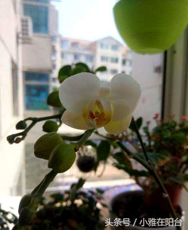 蝴蝶兰怎么养才能开花，蝴蝶兰开花后怎么办？