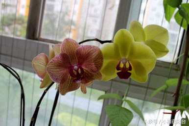蝴蝶兰怎么养才能开花，蝴蝶兰开花后怎么办？