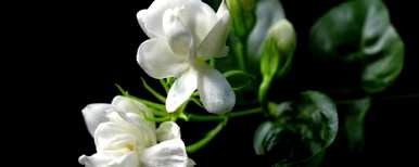 茉莉花的养殖方法是什么，爬藤茉莉花的养殖方法是什么？