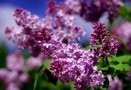 丁香花怎么养才好？盆栽丁香花怎么养？
