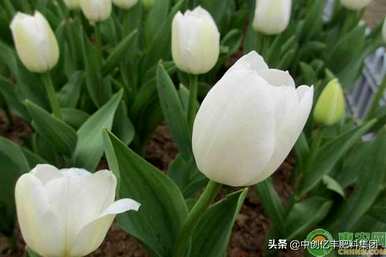 郁金香开花后如何处理，郁金香开花全过程视频