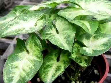 合果芋的养殖方法、合果芋的作用和危害