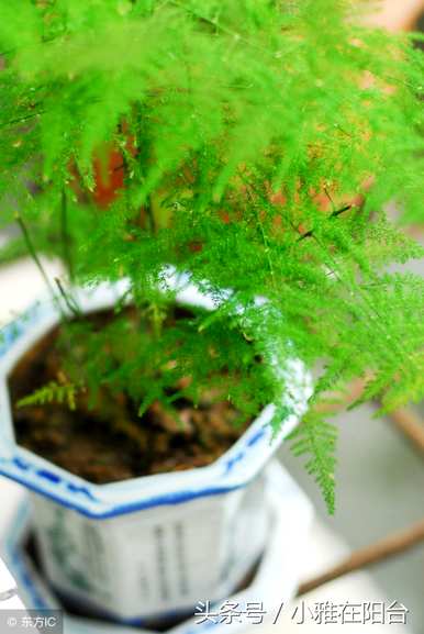 芦笋落叶怎么办？芦笋浇水的正确方法