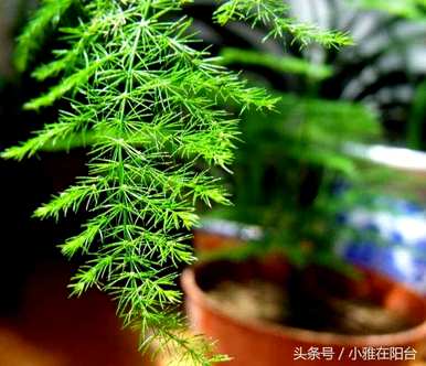 芦笋落叶怎么办？芦笋浇水的正确方法