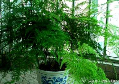 芦笋落叶怎么办？芦笋浇水的正确方法