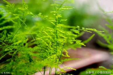 芦笋落叶怎么办？芦笋浇水的正确方法