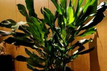 如何饲养螺纹铁盆栽？螺纹铁植物容易饲养吗？