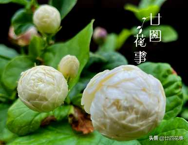 茉莉花什么时候开花可以移栽？茉莉花什么时候开花？