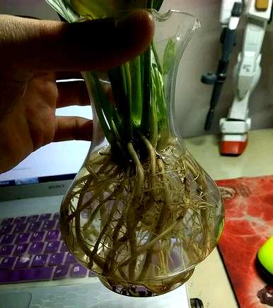 白掌水培好还是土培好？白掌水培和土培有区别吗？
