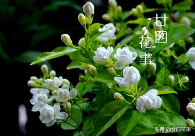 茉莉花什么时候开花可以移栽？茉莉花什么时候开花？