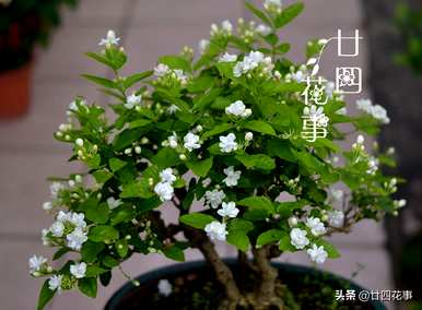 茉莉花什么时候开花可以移栽？茉莉花什么时候开花？