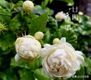 茉莉花什么时候开花可以移栽？茉莉花什么时候开花？
