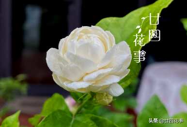 茉莉花什么时候开花可以移栽？茉莉花什么时候开花？