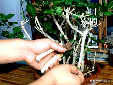 茉莉花什么时候开花可以移栽？茉莉花什么时候开花？