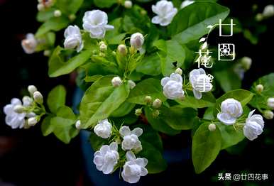 茉莉花什么时候开花可以移栽？茉莉花什么时候开花？