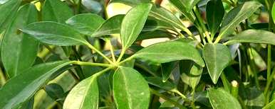 鹅掌木施什么肥料能使叶子茂盛，鹅掌木怎么养才能茂盛？