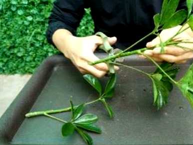 鹅掌木施什么肥料能使叶子茂盛，鹅掌木怎么养才能茂盛？
