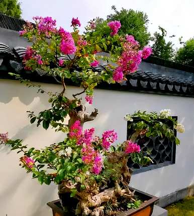 如何饲养紫薇花盆景，精品紫薇花老桩盆景