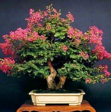如何饲养紫薇花盆景，精品紫薇花老桩盆景