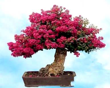 如何饲养紫薇花盆景，精品紫薇花老桩盆景
