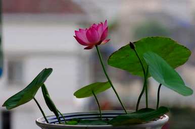 碗莲何时开花，如何让碗莲多开花？