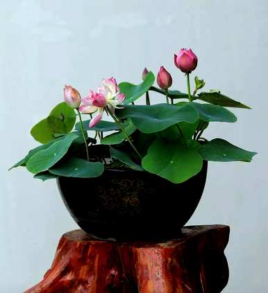 碗莲何时开花，如何让碗莲多开花？